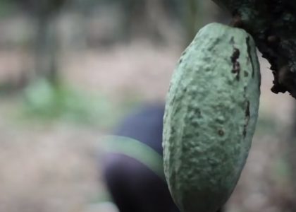 Ghana Union Fights Child Labor in Cocoa Production