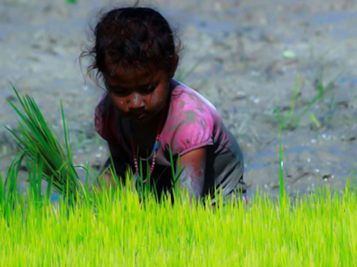 Child Labour in Agriculture and COVID-19: The Tale of Two Pandemics