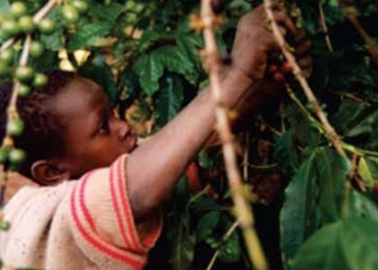 Using area based approach to address child labour in coffee supply chain in Uganda